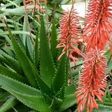 Aloe mzimbana MCA (Malawi)